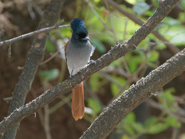African paradise flycatcher (Terpsiphone viridis)